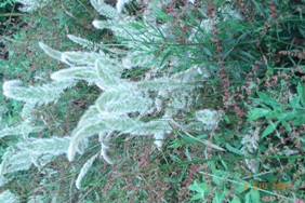 Polypogon monspeliensis